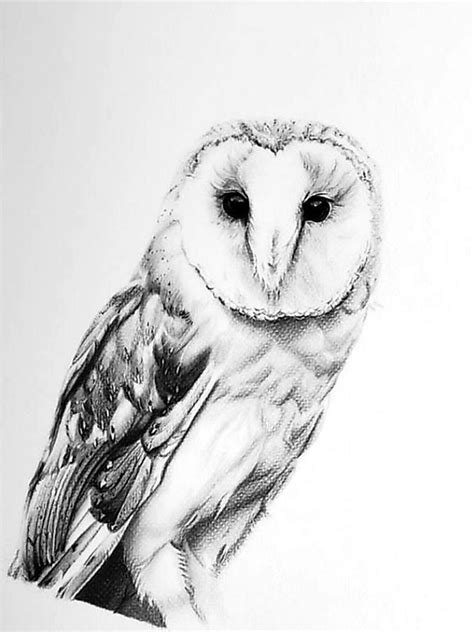 23+ Drawing A Barn Owl - Zerlena