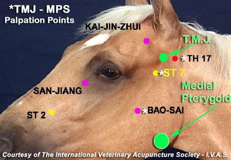 Equine Acupressure Points Chart Hot Sex Picture