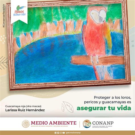 Conanp On Twitter Los Loros Pericos Y Guacamayas Tienen Una Gran