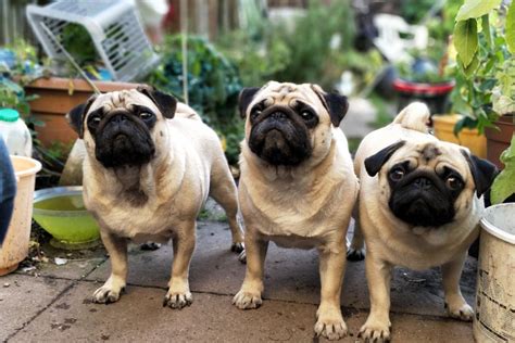 Common Health Problems in Pug Dogs - Pug Dog Breed