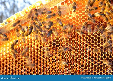 Bees On Honeycomb Frame Stock Photo Image Of Beeswax