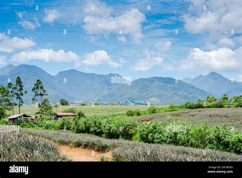 Pineapple Plantation At Malaybalay Bukidnon Philippines Stock Photo