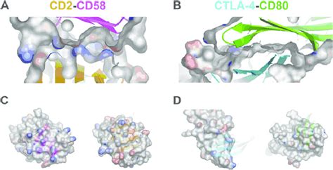 Contrasting Structural Properties Of Low Affinity Extracellular Protein