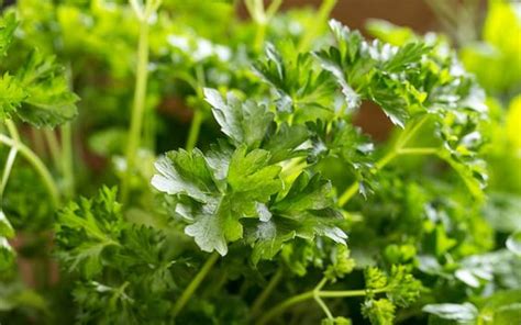 Perbedaan Daun Ketumbar Parsley Dan Seledri Ruangriang Co Id