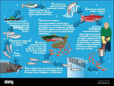 Ciclo De Vida Del Salm N Del Pac Fico Sr Fotograf A De Stock Alamy