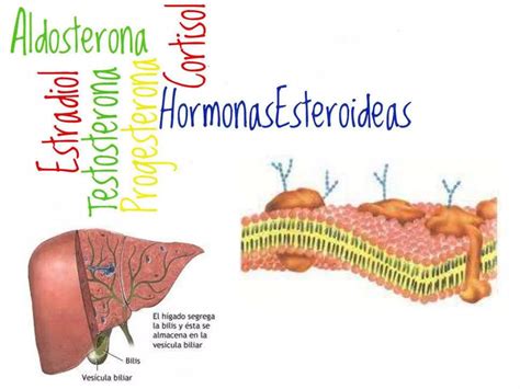 Sintesis De Colesterol Ppt