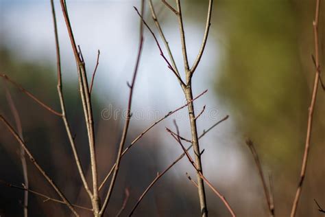 Naked Tree Branches In Late Autumn With No Leaves Stock Photo Image