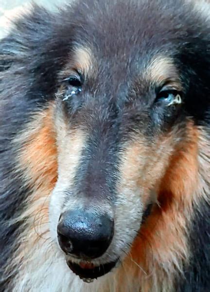 Tosse Dos Canis Traqueobronquite Infecciosa Canina Collieconnection