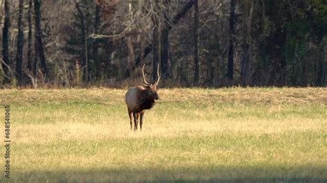 A Young Bull Elk Strolls Across The Valley At Sunset Towards Another