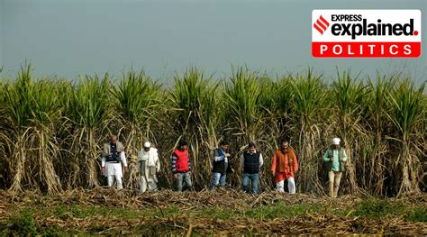 Explained Sugarcane In The Politics Of Uttar Pradesh Areas Seats