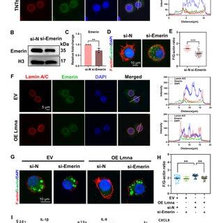 Emerin was required for the modulation of inflammation by Lamin A/C. A)... | Download Scientific ...