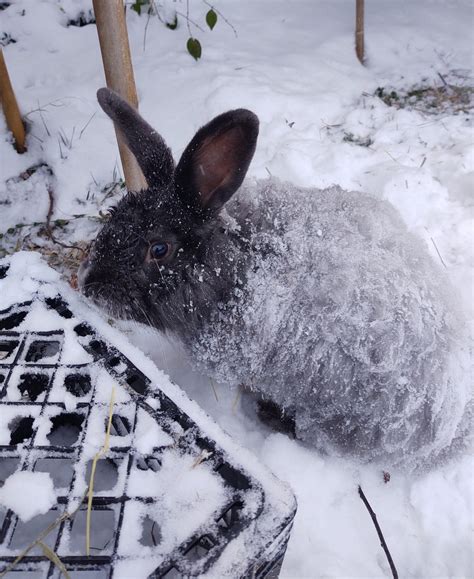 Adult Satin And French Angora Rabbits Rabbits For Sale