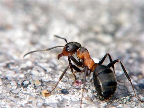 20 Tipos De Hormigas Especies Características Y Fotos