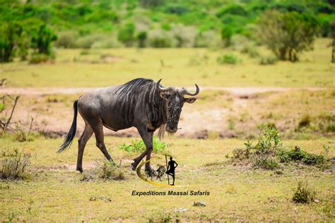 Days Masai Mara Group Joining Safari You Deserve A Holiday Offers