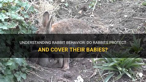 Understanding Rabbit Behavior Do Rabbits Protect And Cover Their