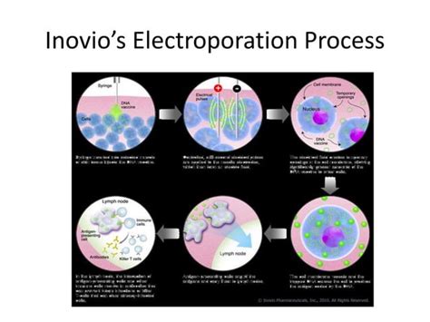 Electroporation | PPT