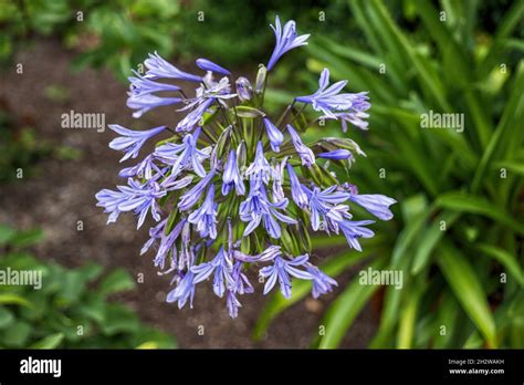 Agapanthus Praecox Flower Blue Lily Or African Lily Plant In The