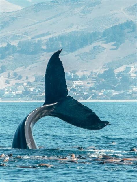 Places To Go Whale Watching In California Practical Wanderlust