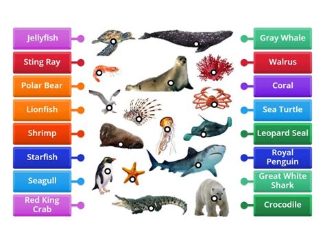 Wordwall #3 - Ocean Animals - Labelled diagram