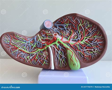 Menselijk Anatomielevermodel Structuur En Functie Van De Lever En De