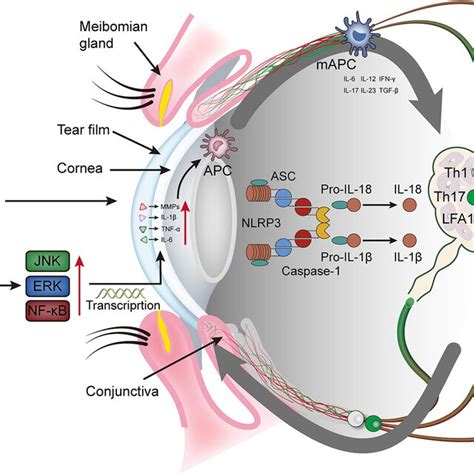 The Immunoinflammatory Response Of The Ocular Surface In Dry Eye Download Scientific Diagram