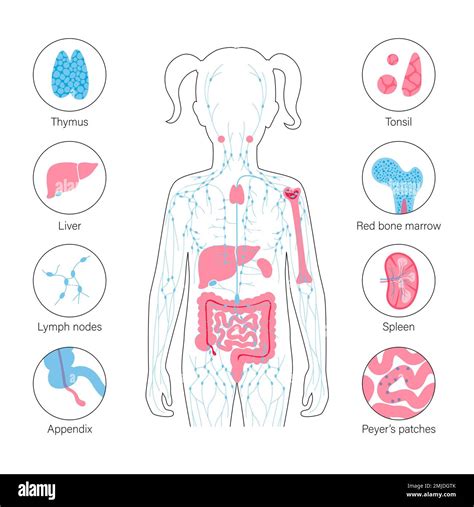 Lymphatic system and organs, illustration Stock Photo - Alamy