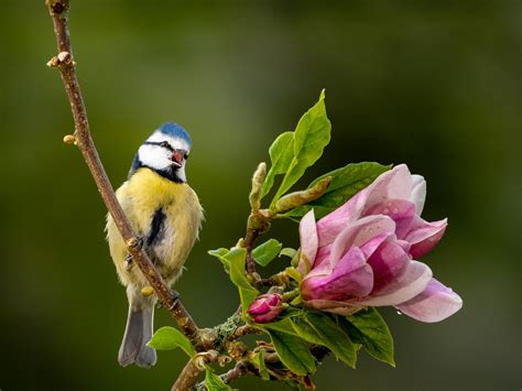 Garden Birds Archives - DIY Photography