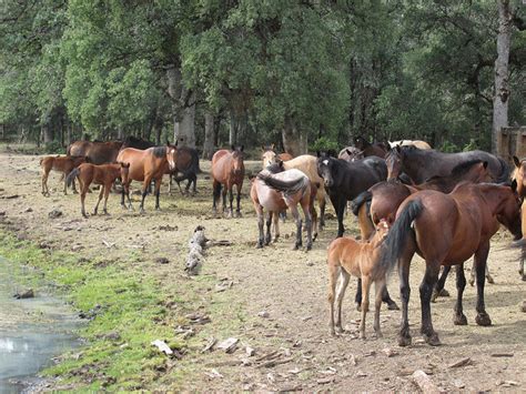 Wild Horse Sanctuary, Shingletown, CA - Writing Horseback