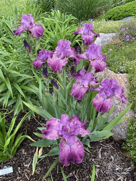 Photo Of The Entire Plant Of Tall Bearded Iris Iris Skipalong