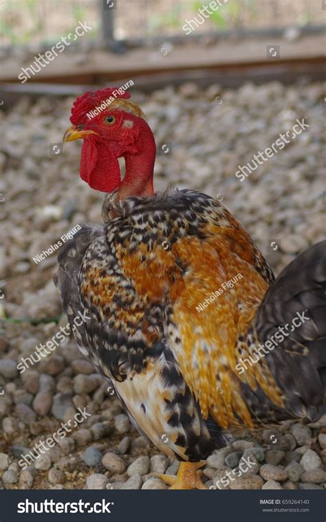 Majestic Bantam Naked Neck Chicken Turken Stock Photo Shutterstock
