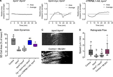 Complementation and genetic rescue of trpml1 phenotypes in actomyosin ...