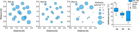 Spatial Distribution Of Nitrification Rates Measured At Three