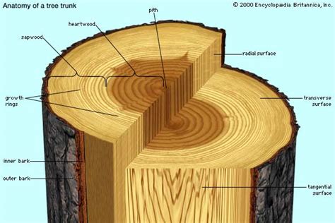 Anatomy Of A Tree Trunk Westchester Tree Life Westchester Tree Life