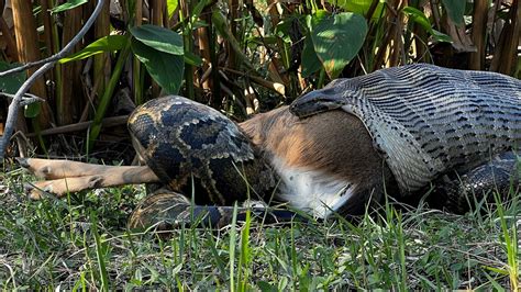 Burmese pythons stretch their mouths even wider than we thought ...