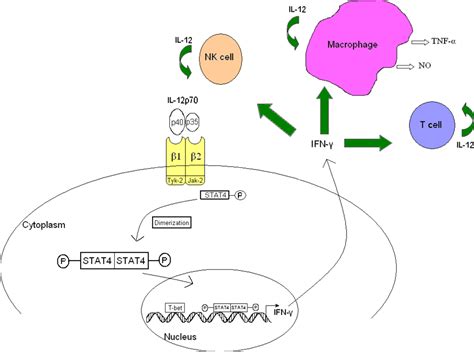 Ijms Free Full Text Interleukin 12 A Key Immunoregulatory Cytokine