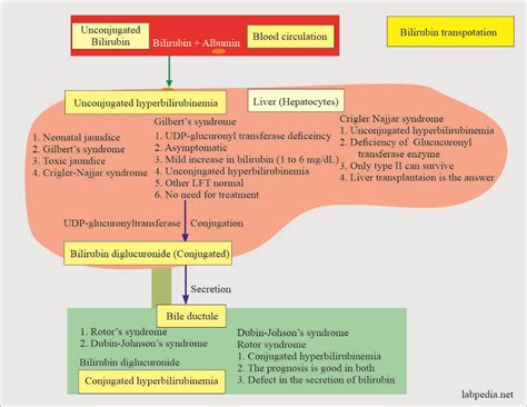 Bilirubin Part 1 Total Bilirubin Direct And Indirect Bilirubin Classification Of Jaundice