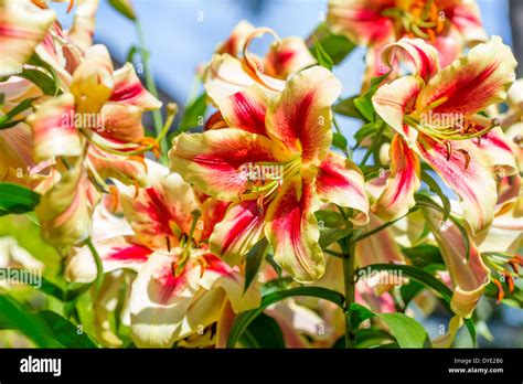 Lily Flower Background Hi Res Stock Photography And Images Alamy