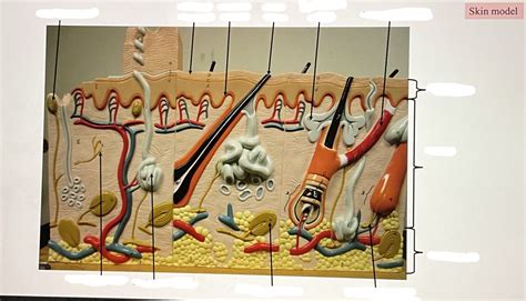 skin receptors Diagram | Quizlet