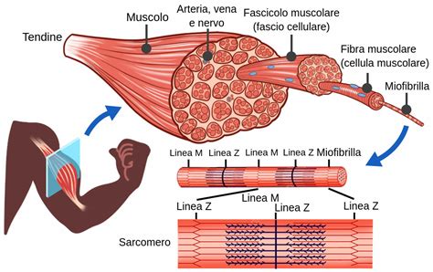 Architettura del muscolo scheletrico - Labster Theory