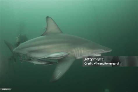 Carcharhinus Limbatus High-Res Stock Photo - Getty Images