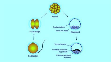 Primordial Human Embryonic Germ Cells- Stem Cell Care India