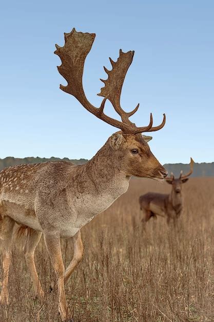 Premium Photo Closeup Portrait Of A Majestic Deer With Large Antlers