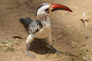 Aves Toco Piquirrojo