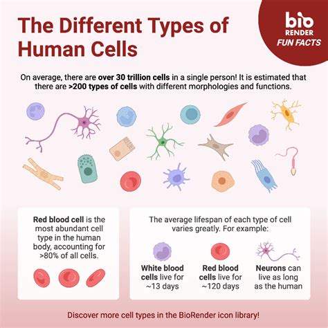 The Different Types of Human Cells | BioRender Science Templates