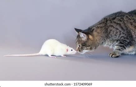 247 Hunter Mice Pussy Images Stock Photos Vectors Shutterstock