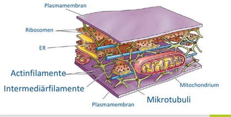 9 V Zellbio 18 12 Cytoskelett Zellteilungszyklus Karteikarten Quizlet