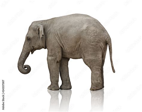 elephant calf Stock Photo | Adobe Stock