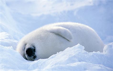 HD Seal Wallpapers - Top Free HD Seal Backgrounds - WallpaperAccess