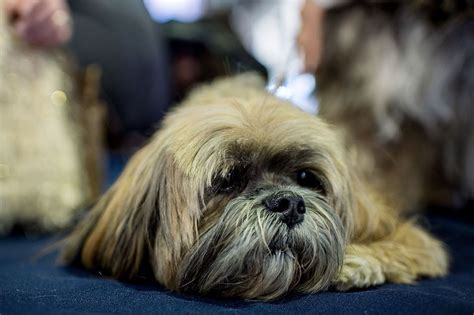 Races hypoallergéniques pour les personnes allergiques aux chiens