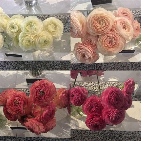 A rare bright holland flower was just discovered in a local park 31